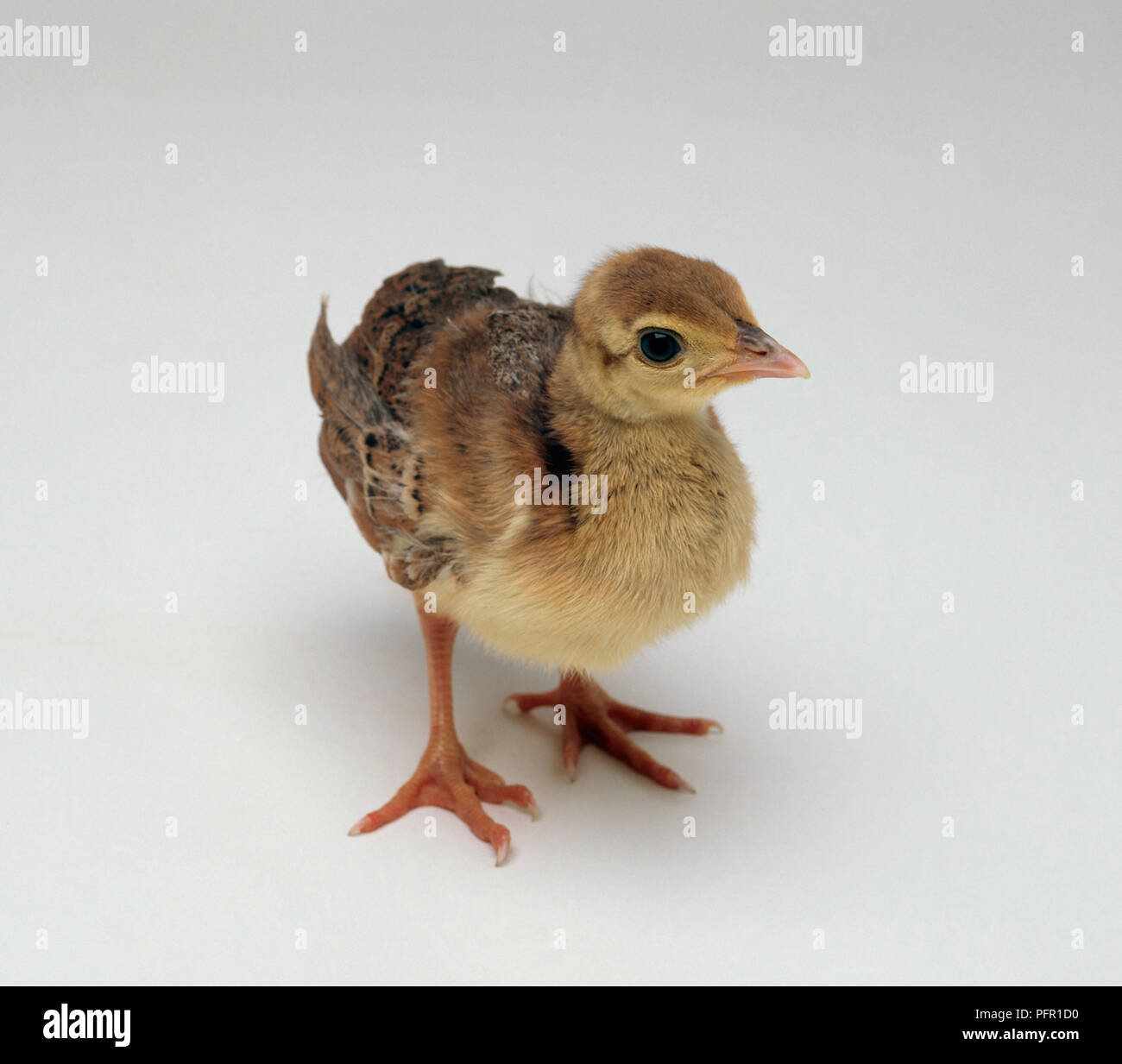 Four day old Indian Peafowl (Pavo cristatus) chick standing on large feet Stock Photo