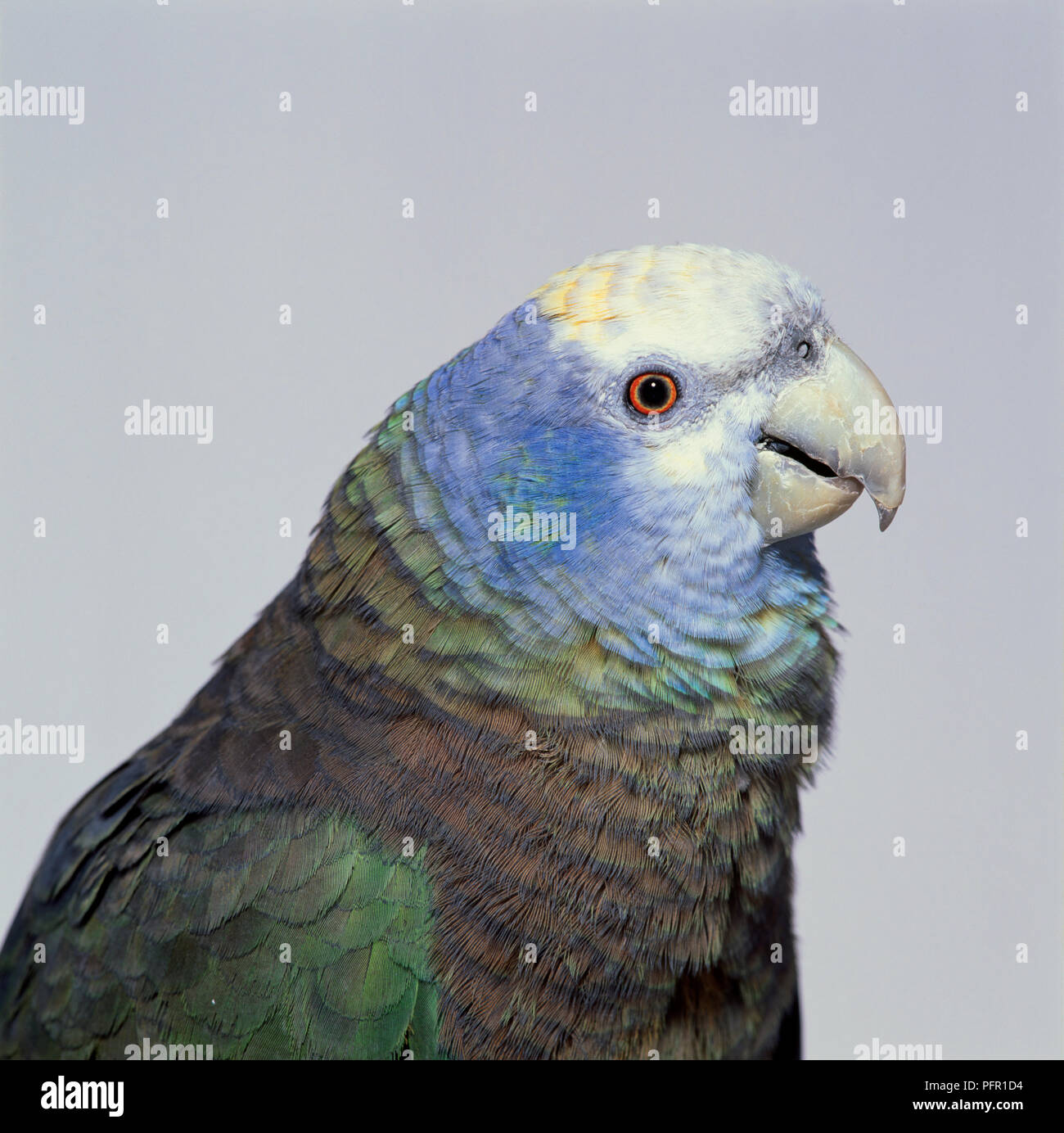 St. Vincent Parrot (Green Phase) with head in profile Stock Photo