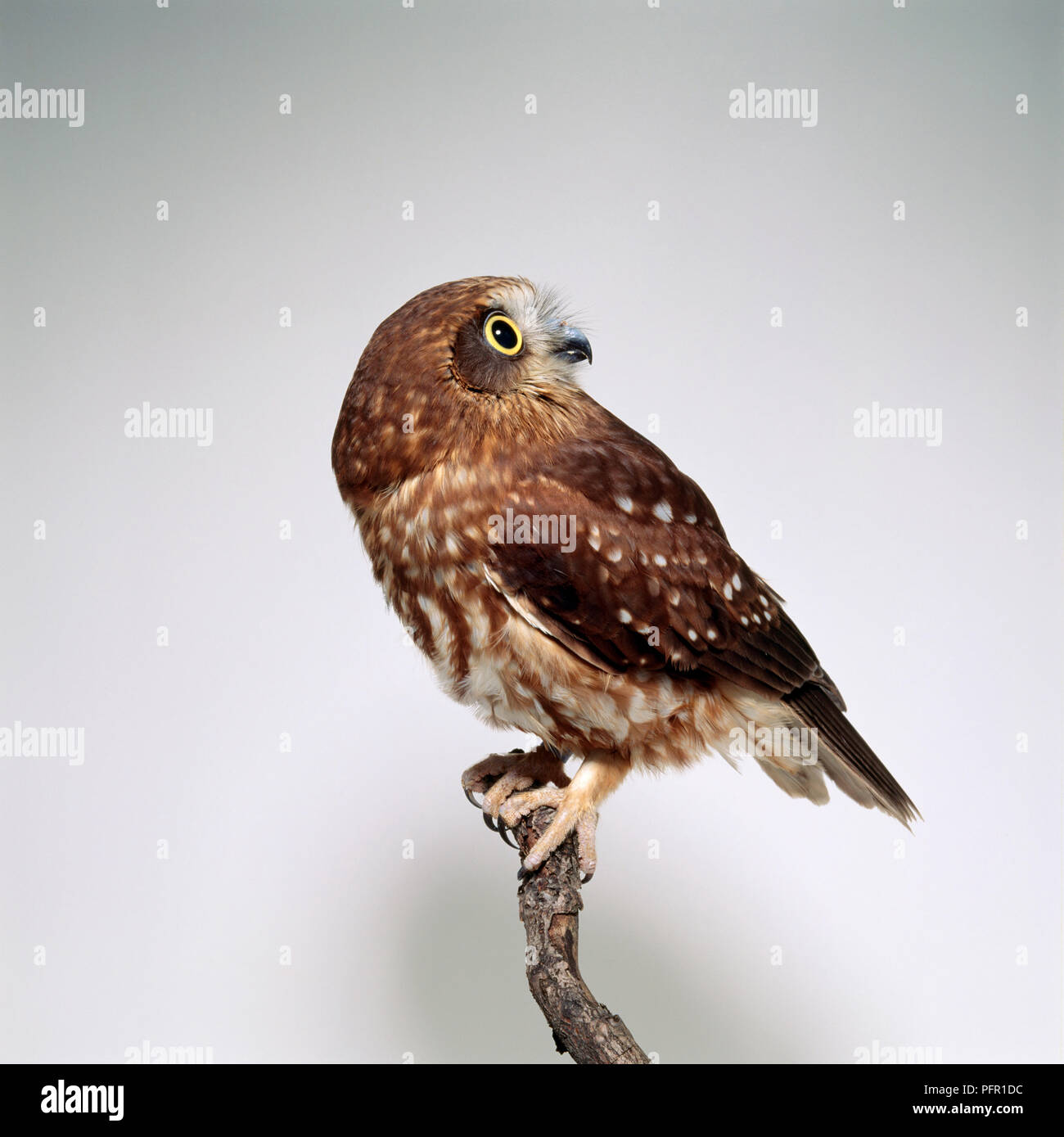 Southern Boobook (Ninox novaeseelandiae) owl perching on a branch Stock Photo