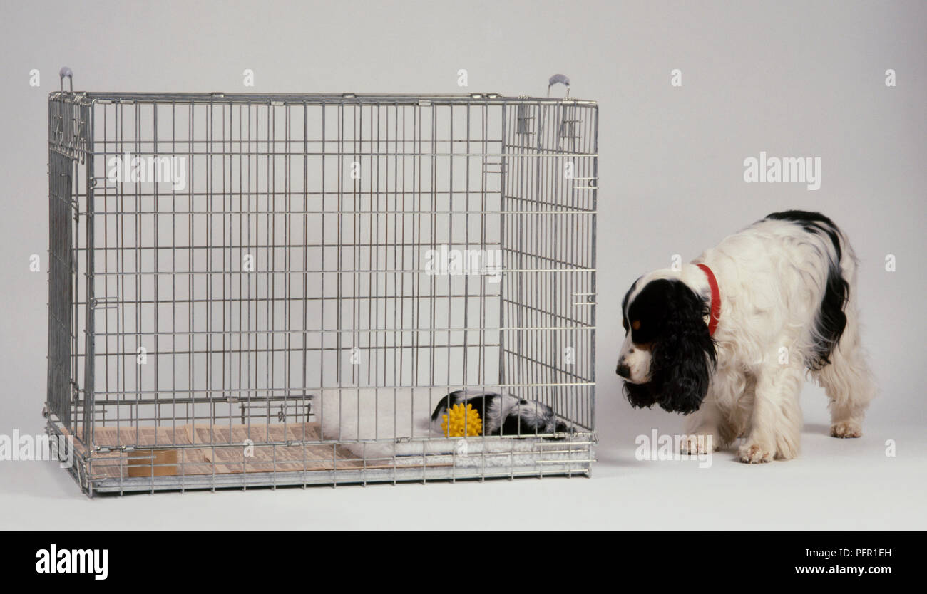 Black and white English Cocker Spaniel Dog looking at puppy sleeping in