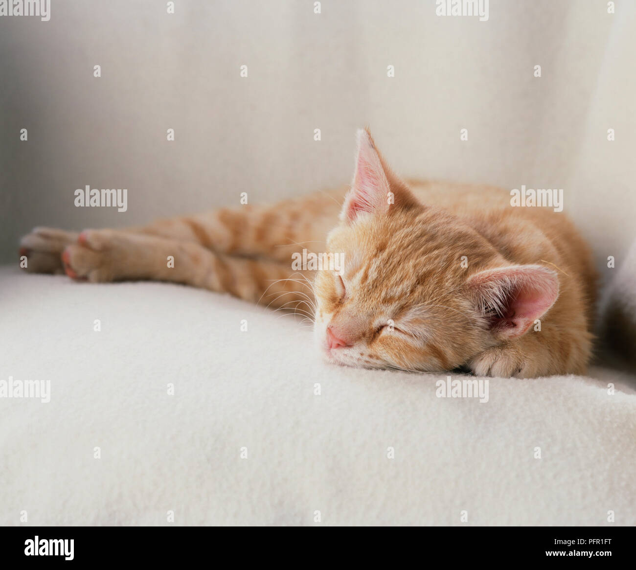 Ginger kitten sleeping on a white blanket Stock Photo