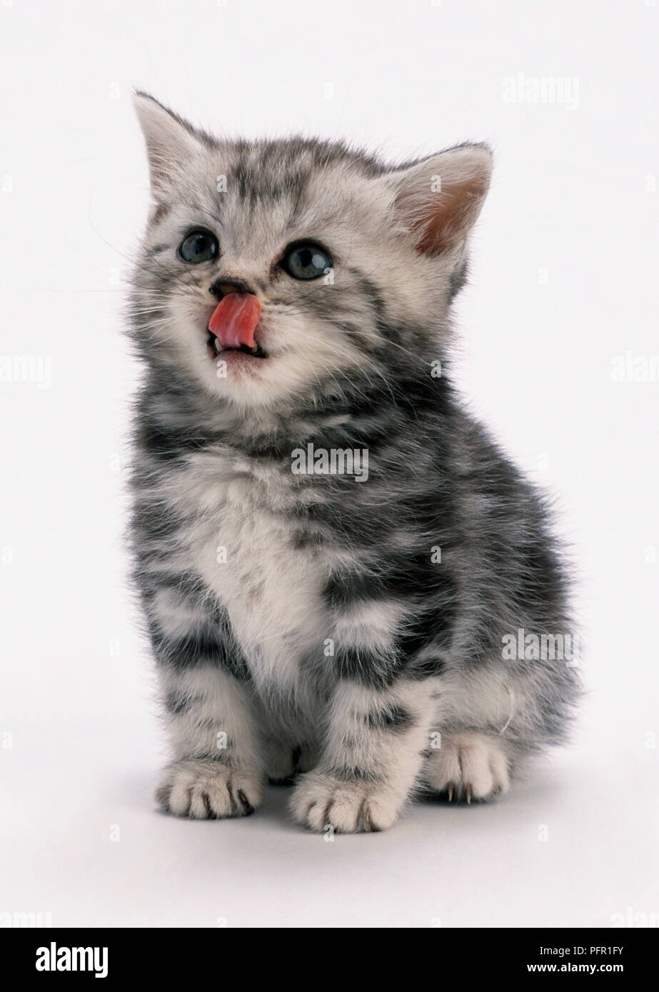 Kitten licking its nose Stock Photo Alamy