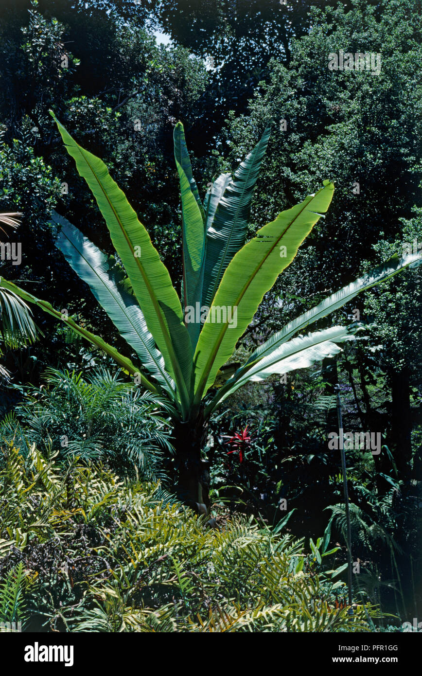 Musa (Banana Palm) in botanical garden bearing large upright leaves Stock Photo