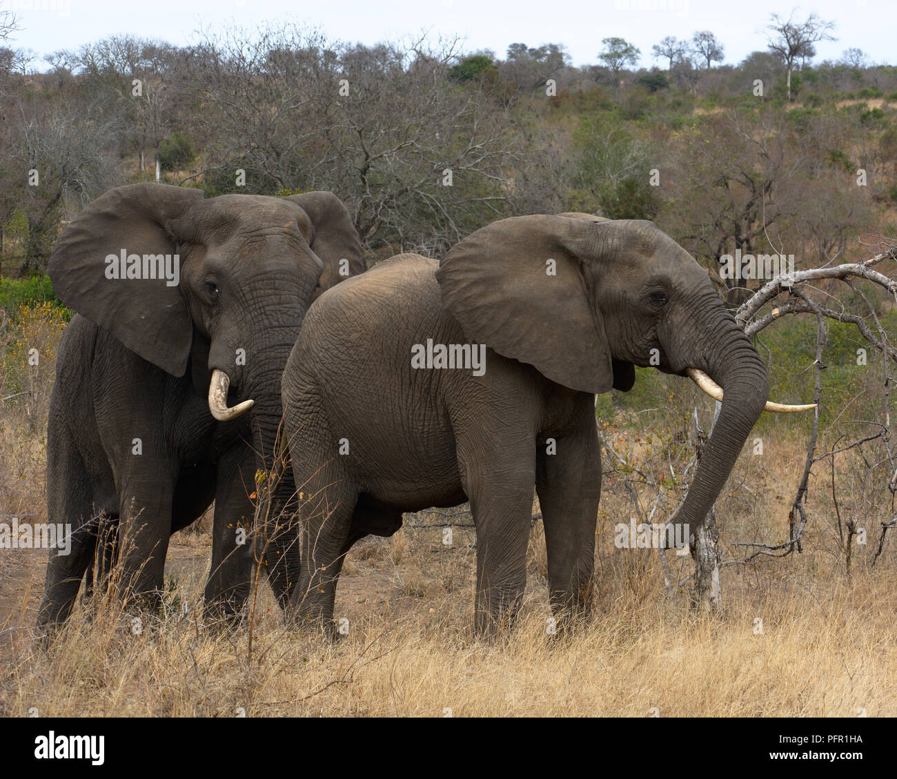 Elephant Pair, Kruger Park Stock Photo