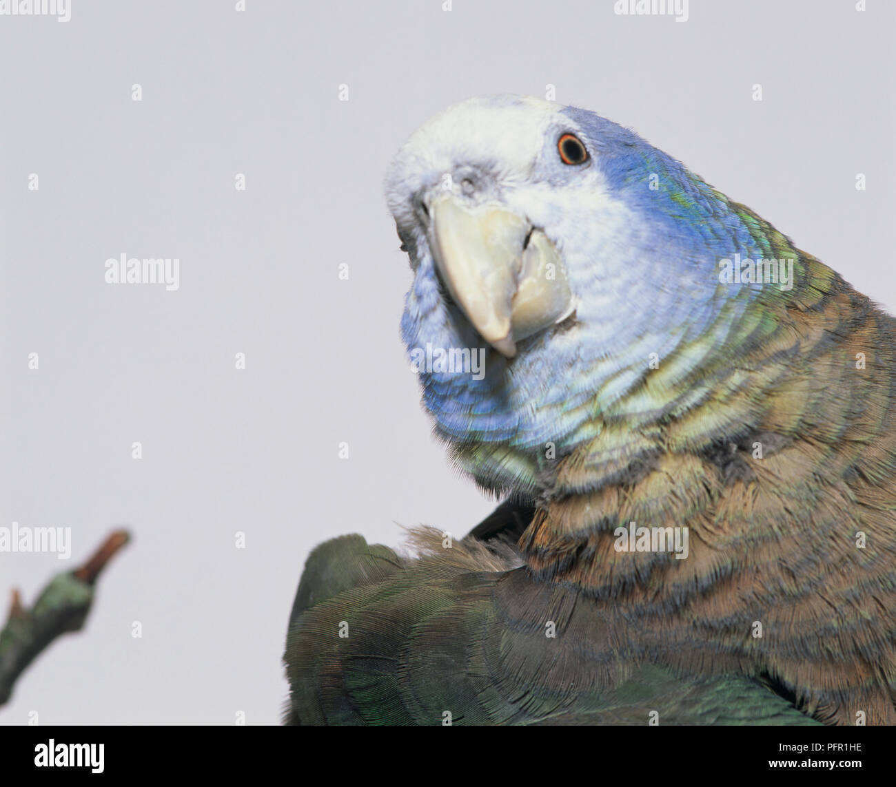 Head of St. Vincent Parrot (Green Phase), close-up Stock Photo