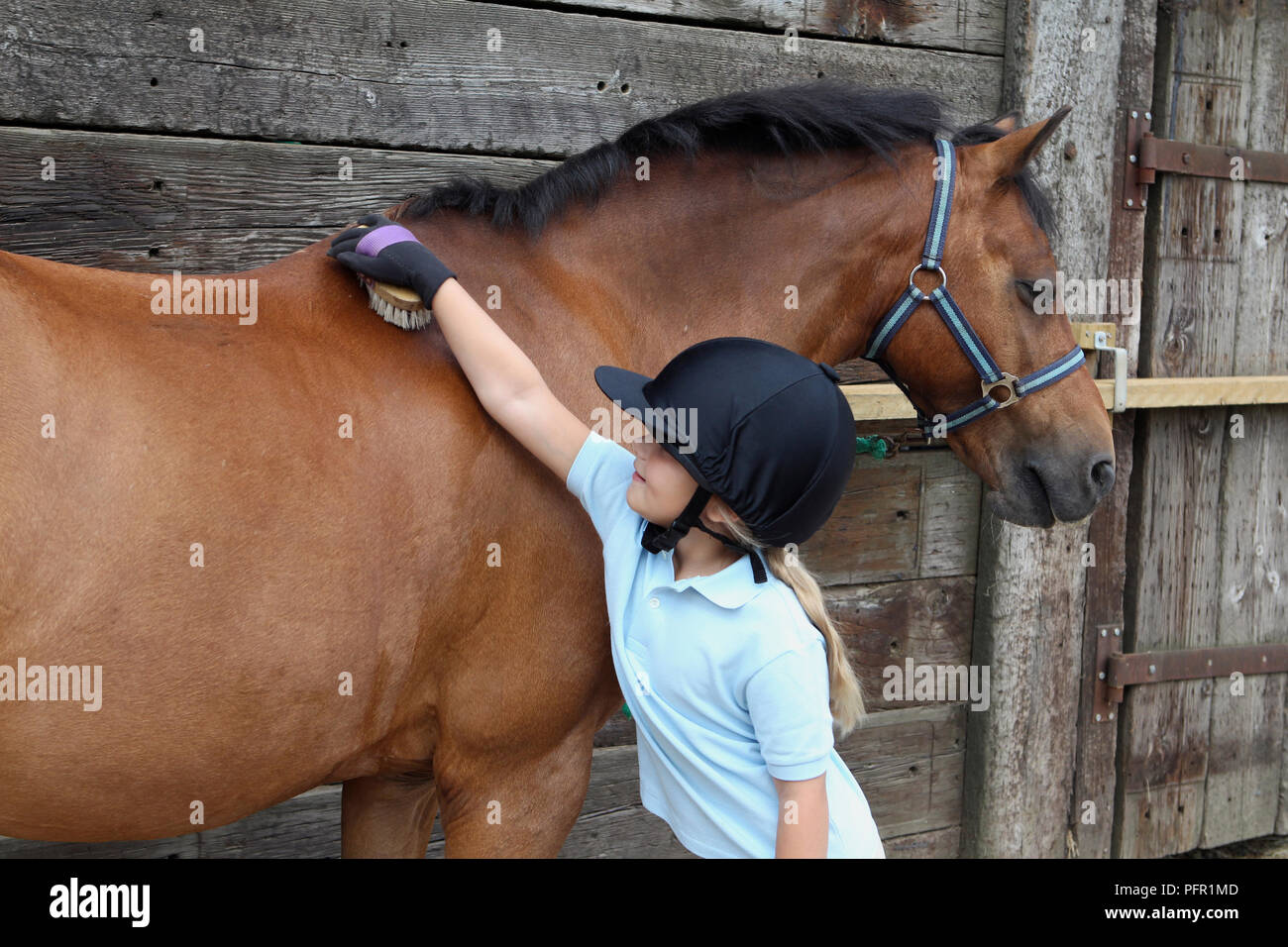 Girl brushing horse's coat Stock Photo Alamy
