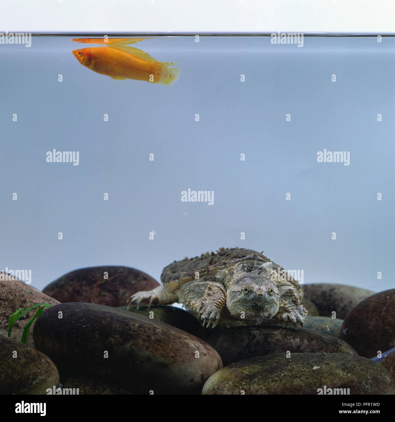 Snapping turtle (Chelydra serpentina) and goldfish in tank Stock Photo