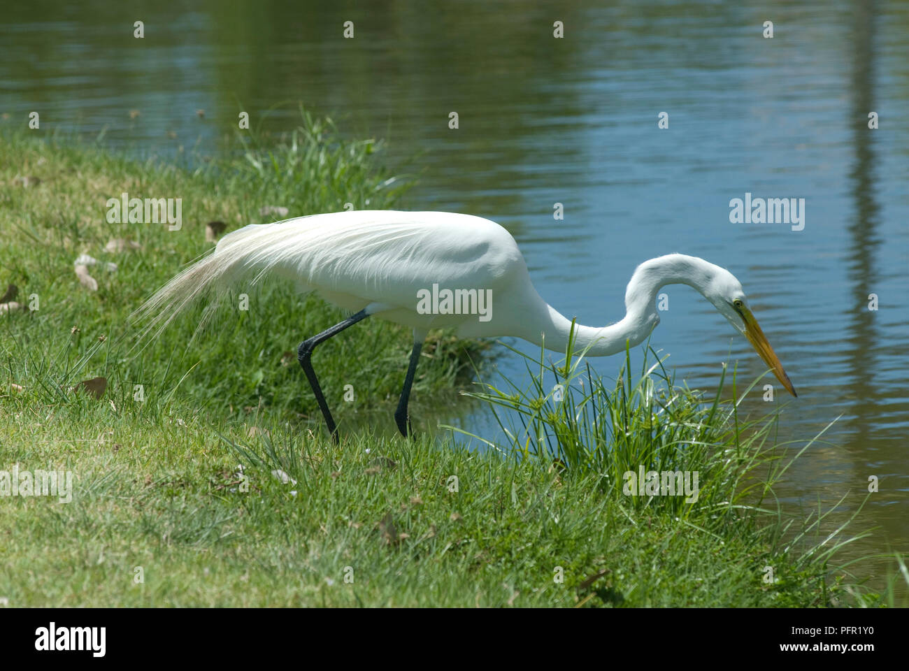 Puerto Rico, East Coast, Palmas del Mar, white crane stalking fish ...