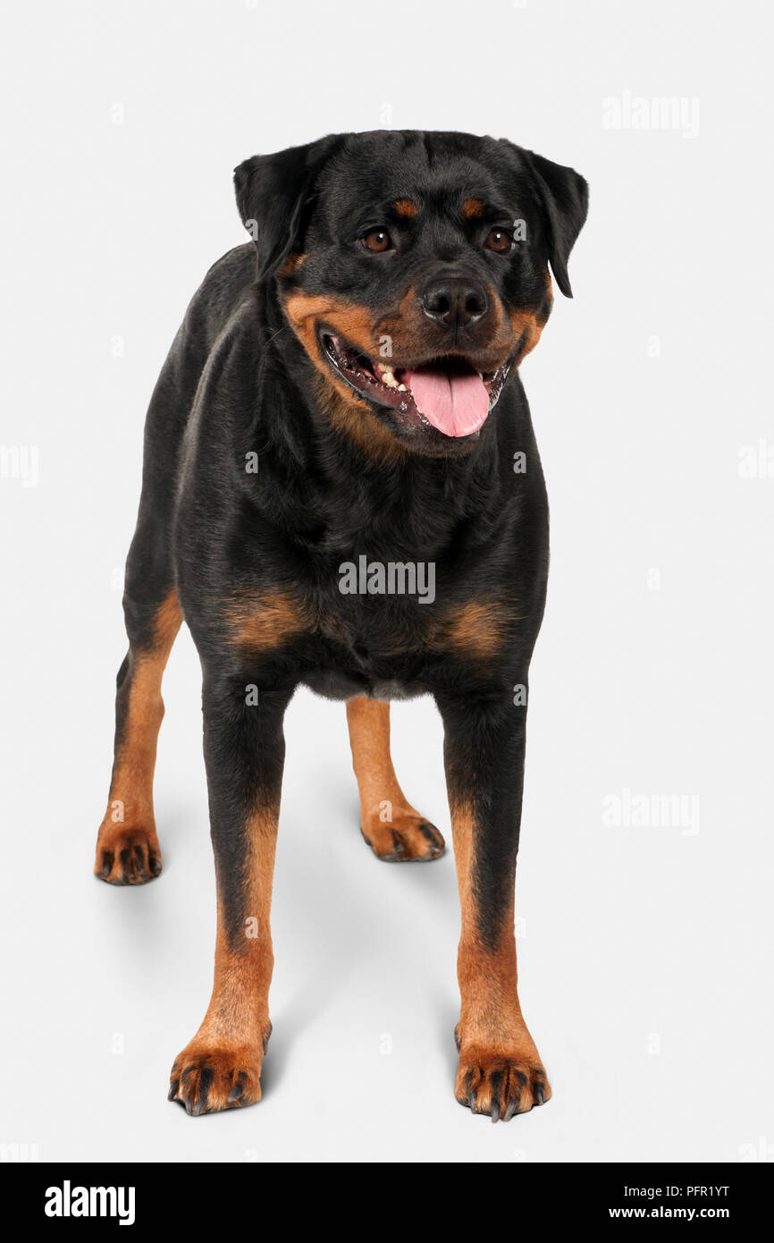 Pant Rottweiler Rottweiler panting hi-res stock photography and images - Alamy