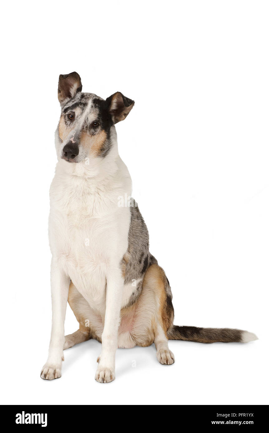 Alert White Brown And Black Tricolour Shorthaired Smooth Collie