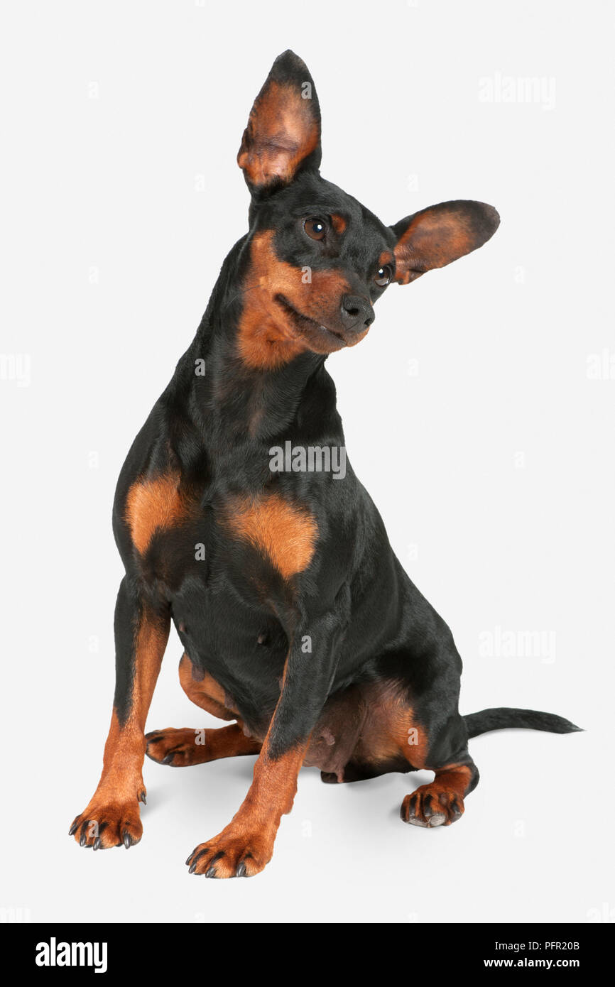 Zwergpinscher hi-res stock photography and images - Alamy