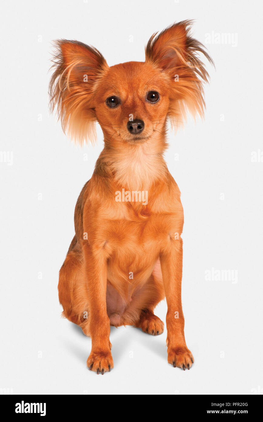Russian Toy Dog (Russkiy Toy, Russian Toy Terrier), front view Stock Photo