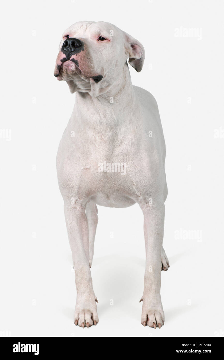 Dogo Argentino (Argentine Mastiff), front view Stock Photo