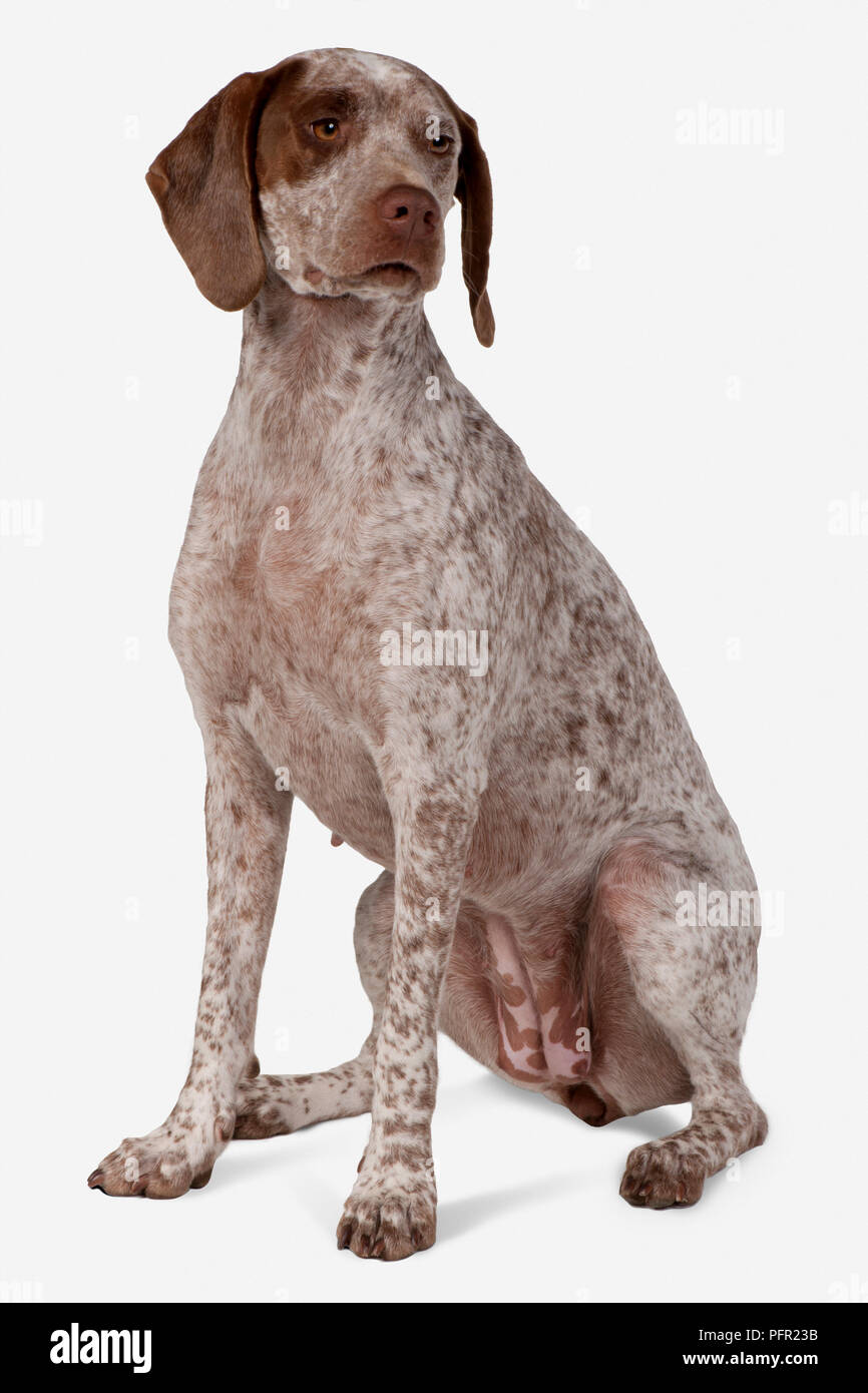 Braque du Bourbonnais (Bourbonnais Pointer, Bourbonnais Pointing Dog), seated Stock Photo