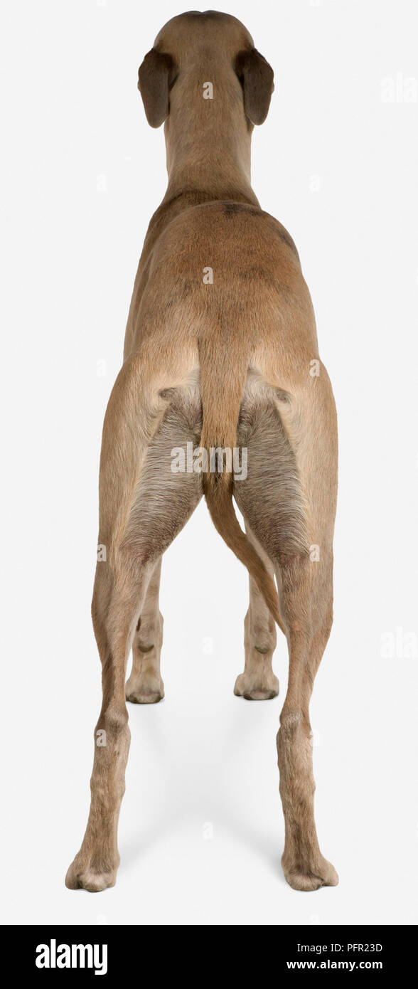 Fawn Whippet showing long tail, rear view Stock Photo - Alamy