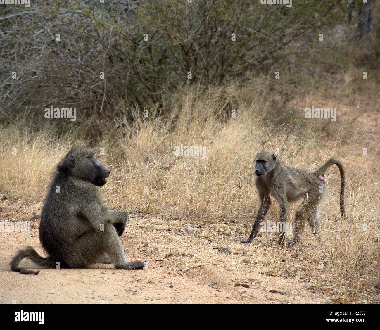 Male and female baboon in heat in Kruger National Park Stock Photo