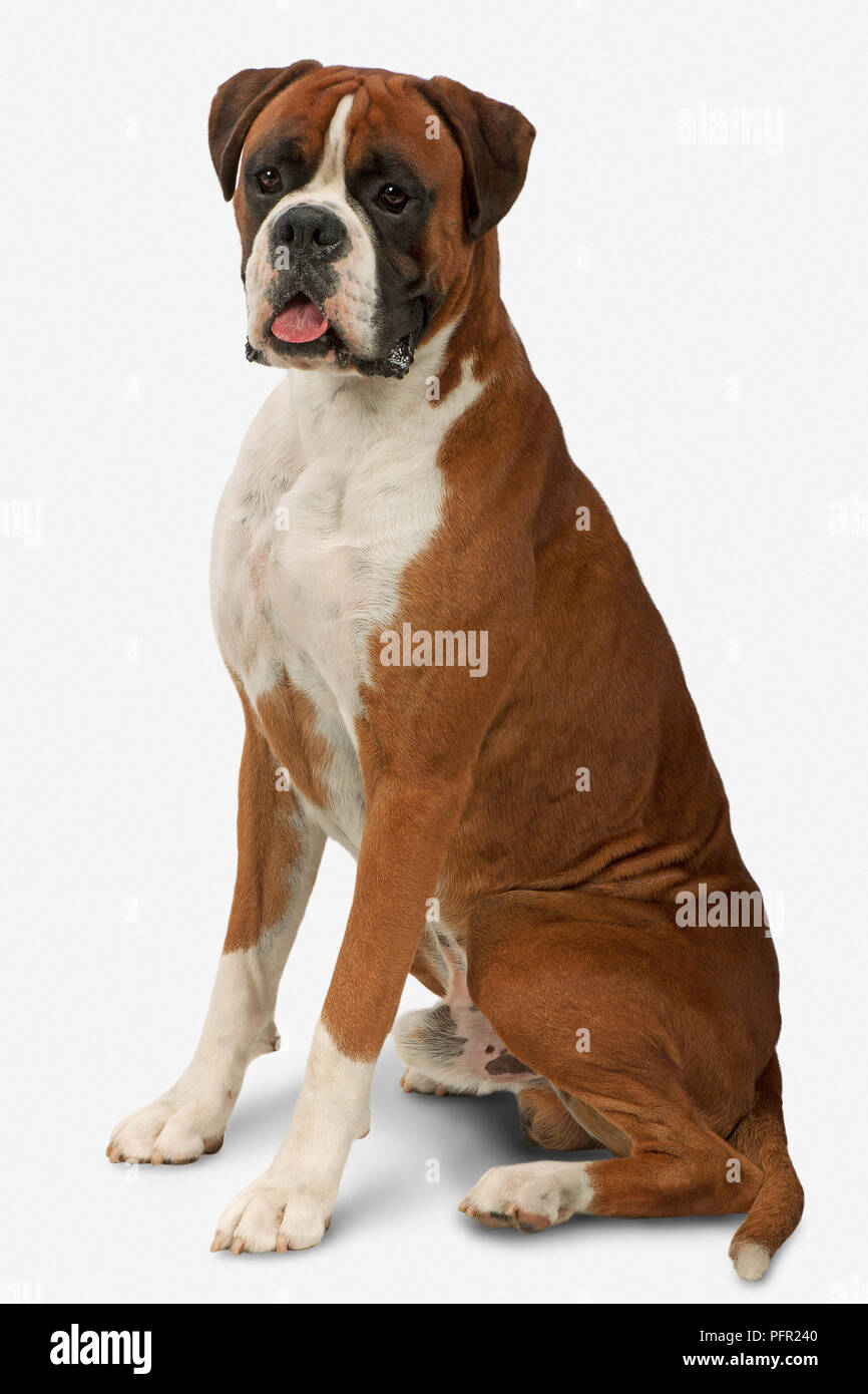 Male fawn and white Boxer dog, sitting and panting Stock Photo