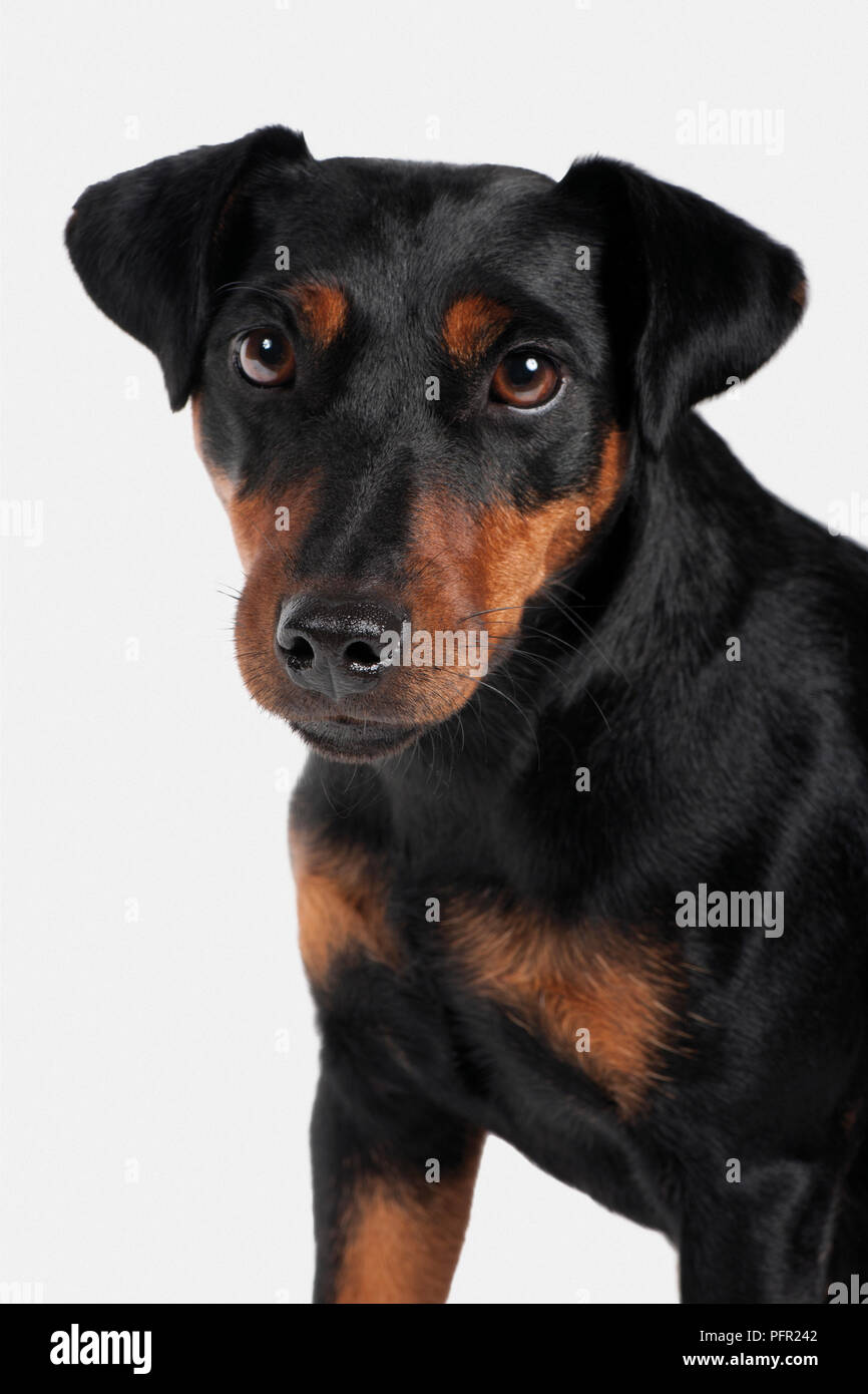 German Hunting Terrier (Jagdterrier), looking at camera Stock Photo
