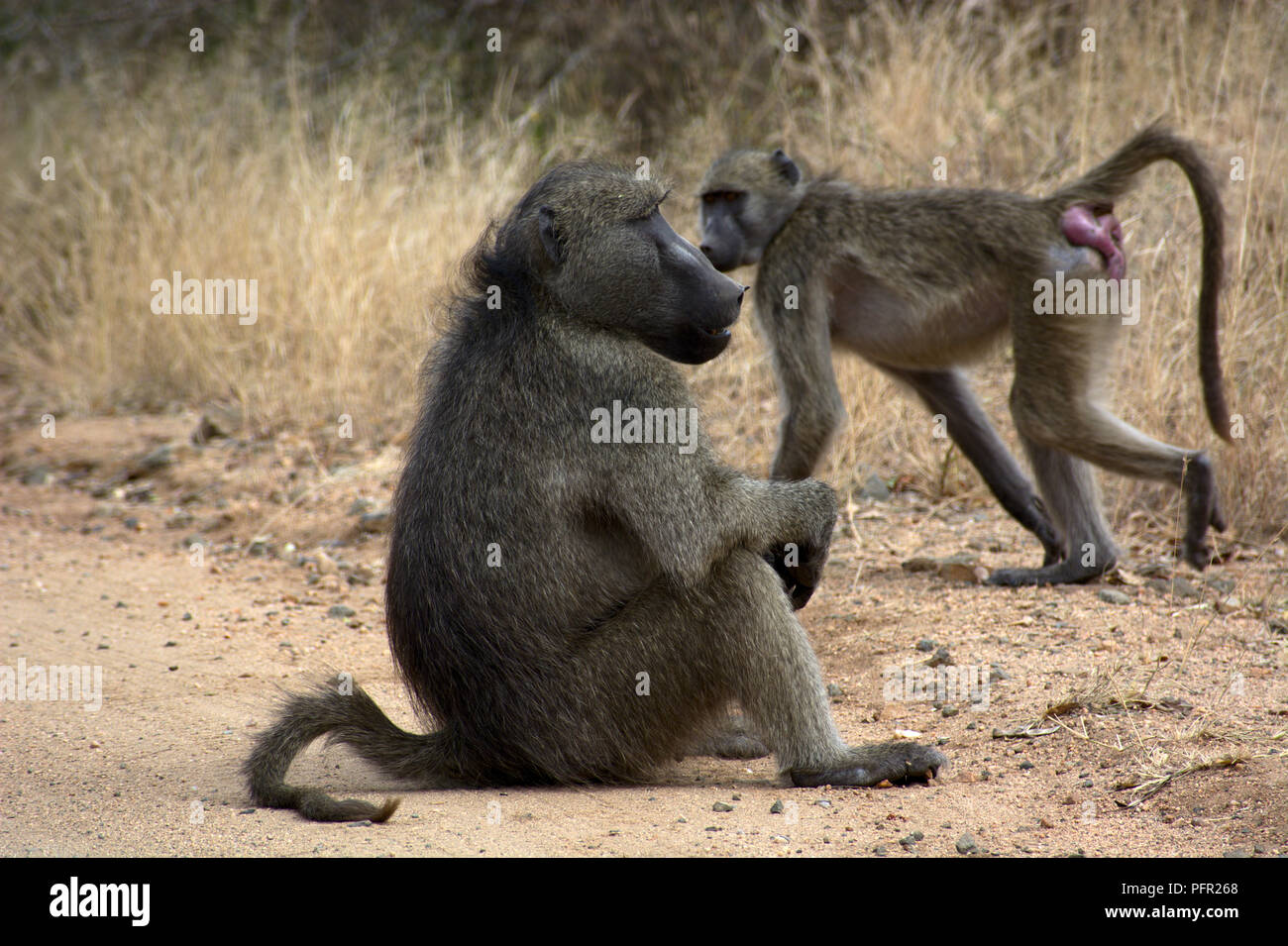 Male and female baboon in heat in Kruger National Park Stock Photo