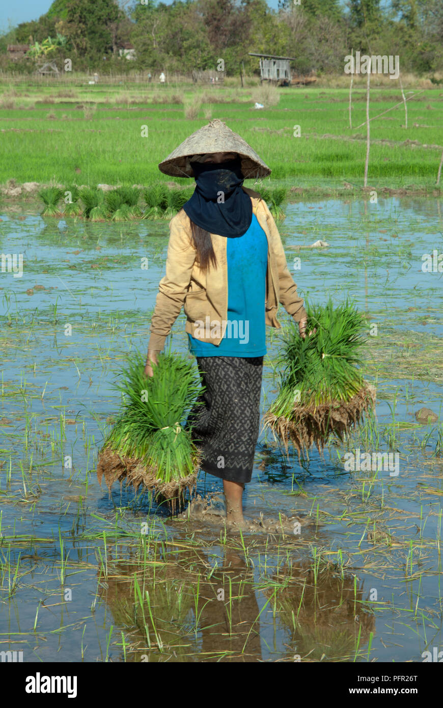 Rice plant bundles hi-res stock photography and images - Alamy