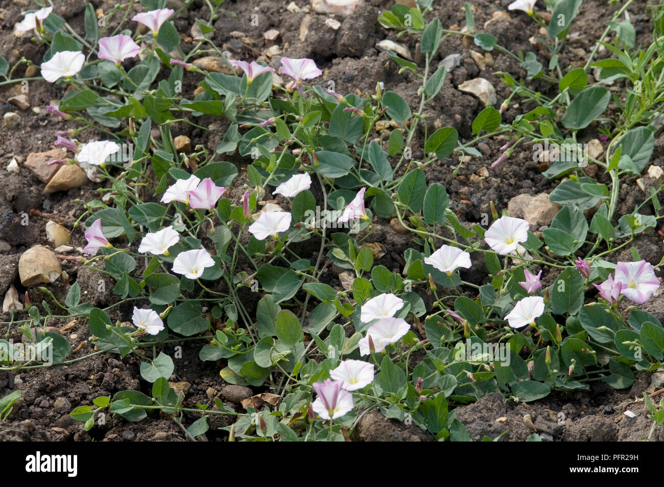 Convolvulus arvensis (Field bindweed), flowers and leaves of weed plant Stock Photo