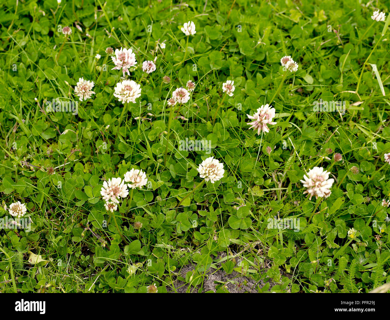Trifolium repens (White clover), white flowers among masses of small green leaves Stock Photo