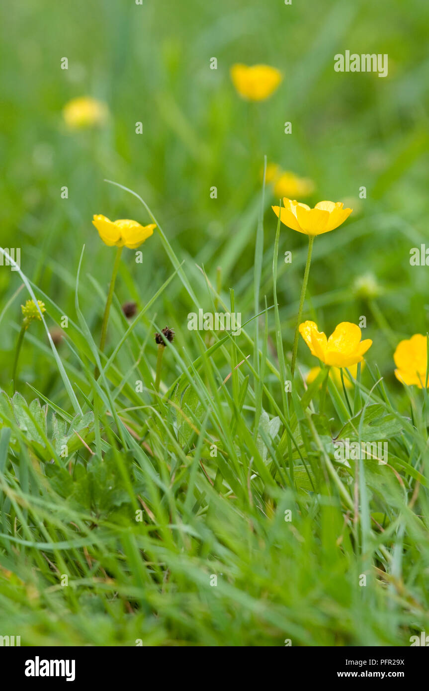 Ranunculus repens (Creeping buttercup), yellow flowers amongst grass Stock Photo