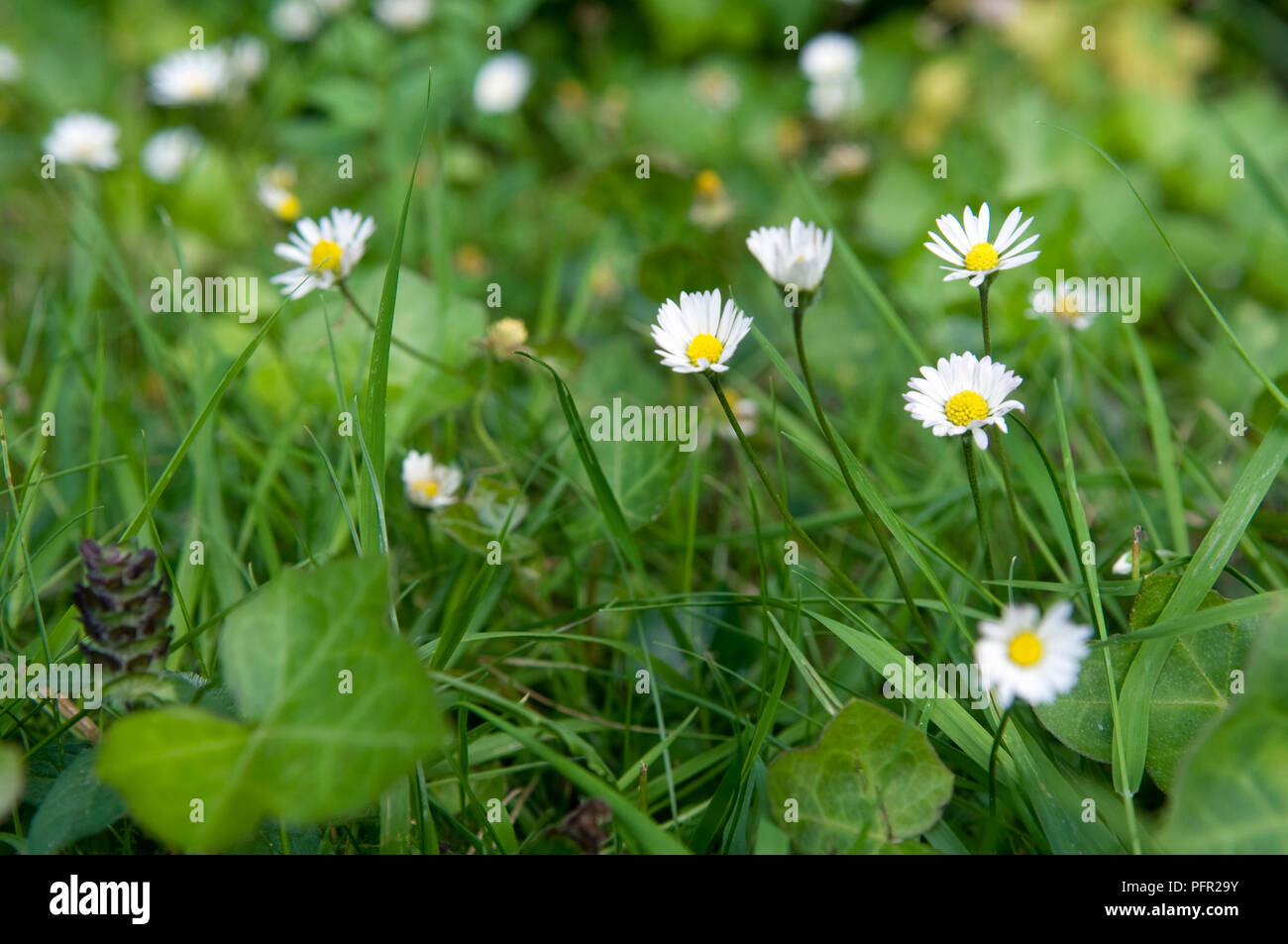Bellis perennis (Daisy), close-up of flowers amongst greenery Stock Photo