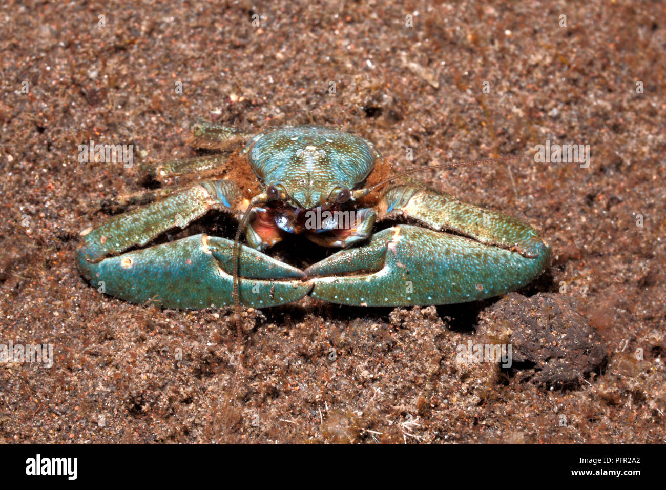 Porcelain Crab, Petrolisthes sp. Tulamben, Bali, Indonesia. Bali Sea, Indian Ocean Stock Photo