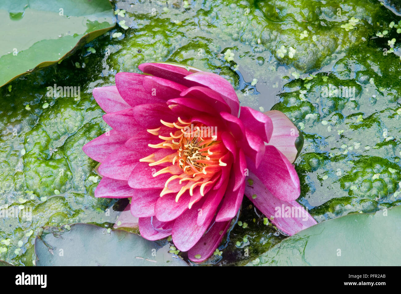 Water lily surrounded by Cladophora (Blanketweed), a type of algae, covering the surface of a garden pond Stock Photo