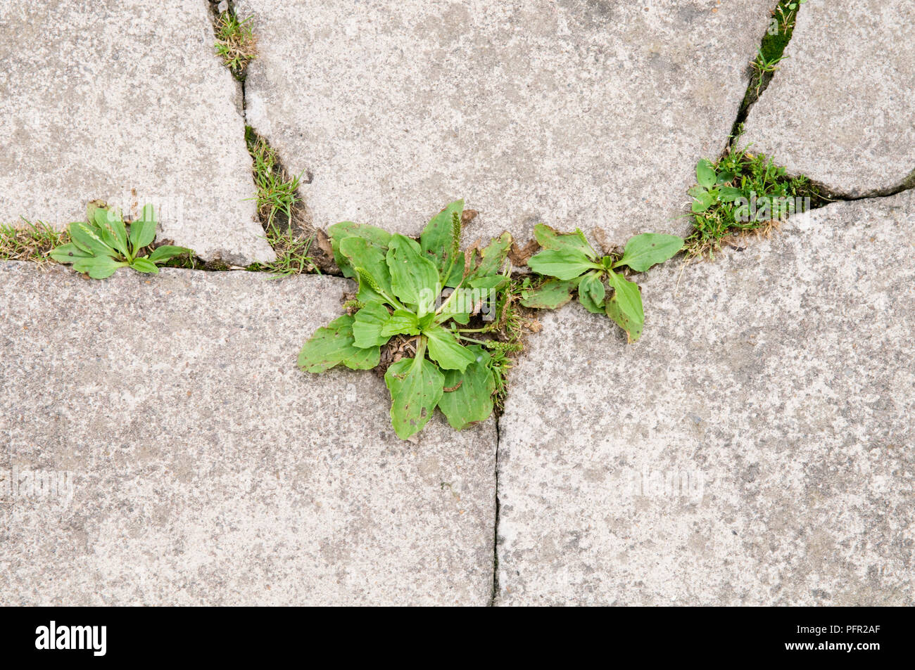 Weeds growing in the gaps between paving stones Stock Photo Alamy