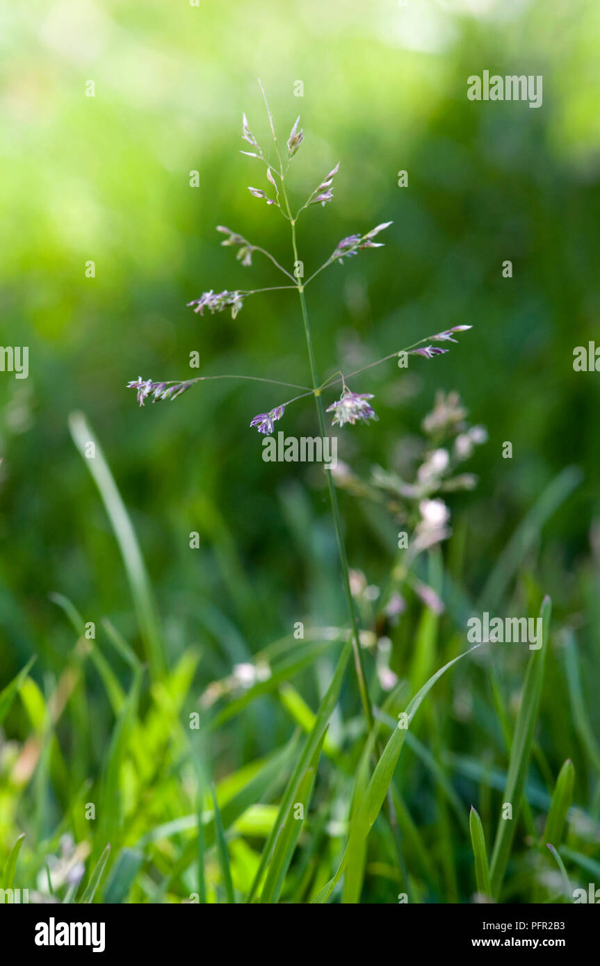 Poa annua (Annual meadow grass), close-up Stock Photo