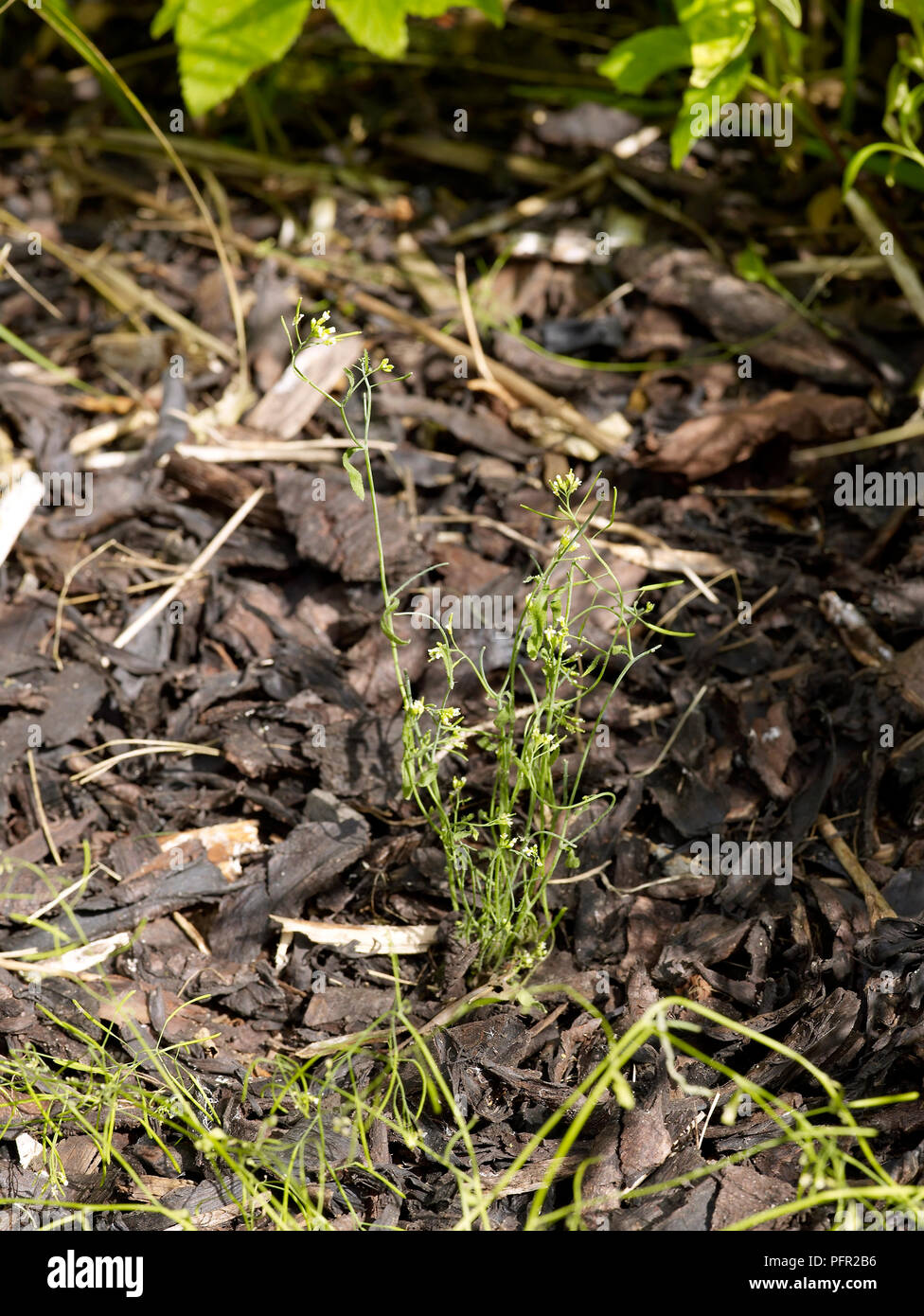 Arabidopsis thaliana (Thale cress) growing through mulch Stock Photo