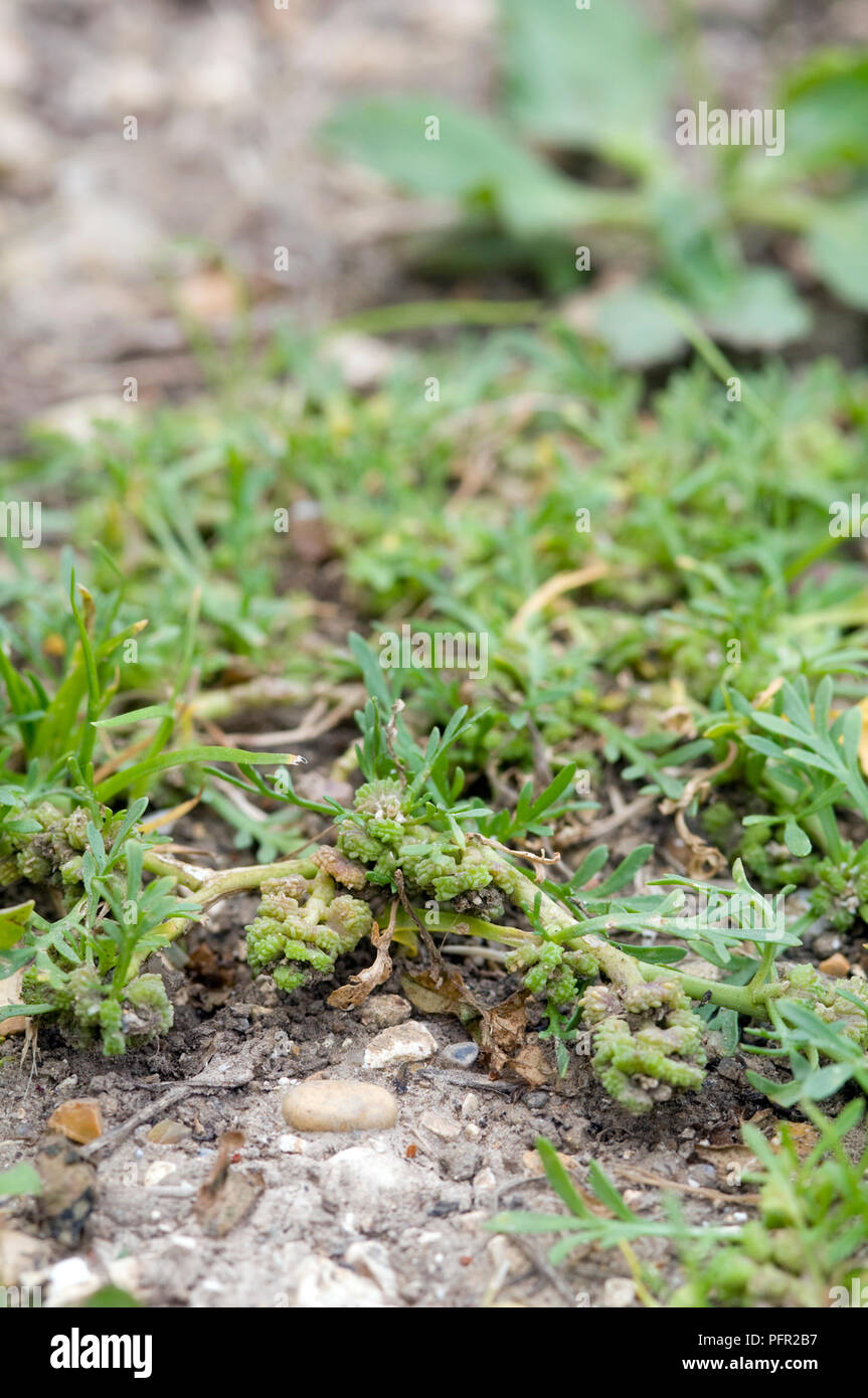 Coronopus squamatus (Swinecress or Wartcress), close-up Stock Photo