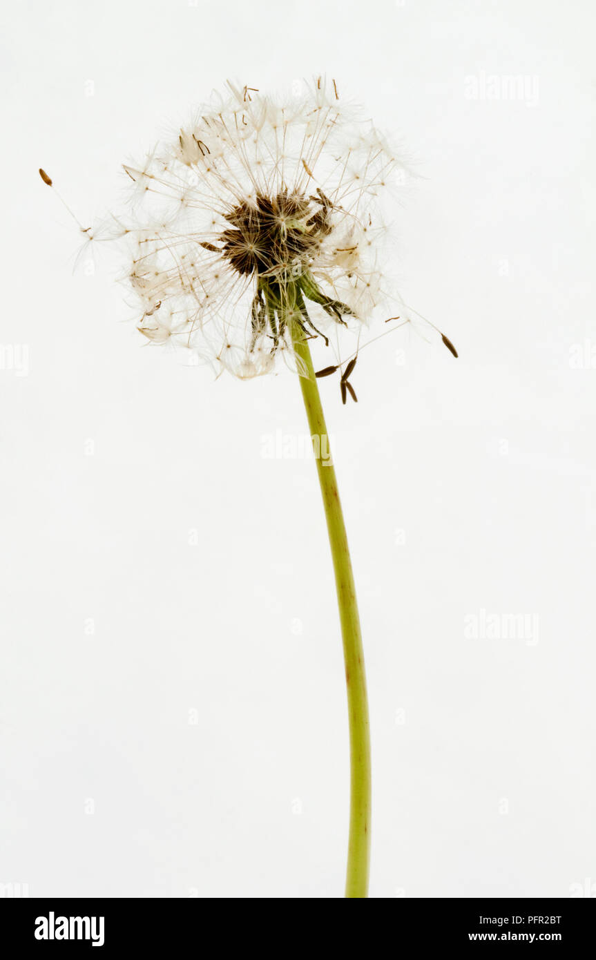 Taraxacum officinale dandelion seed hi-res stock photography and images ...