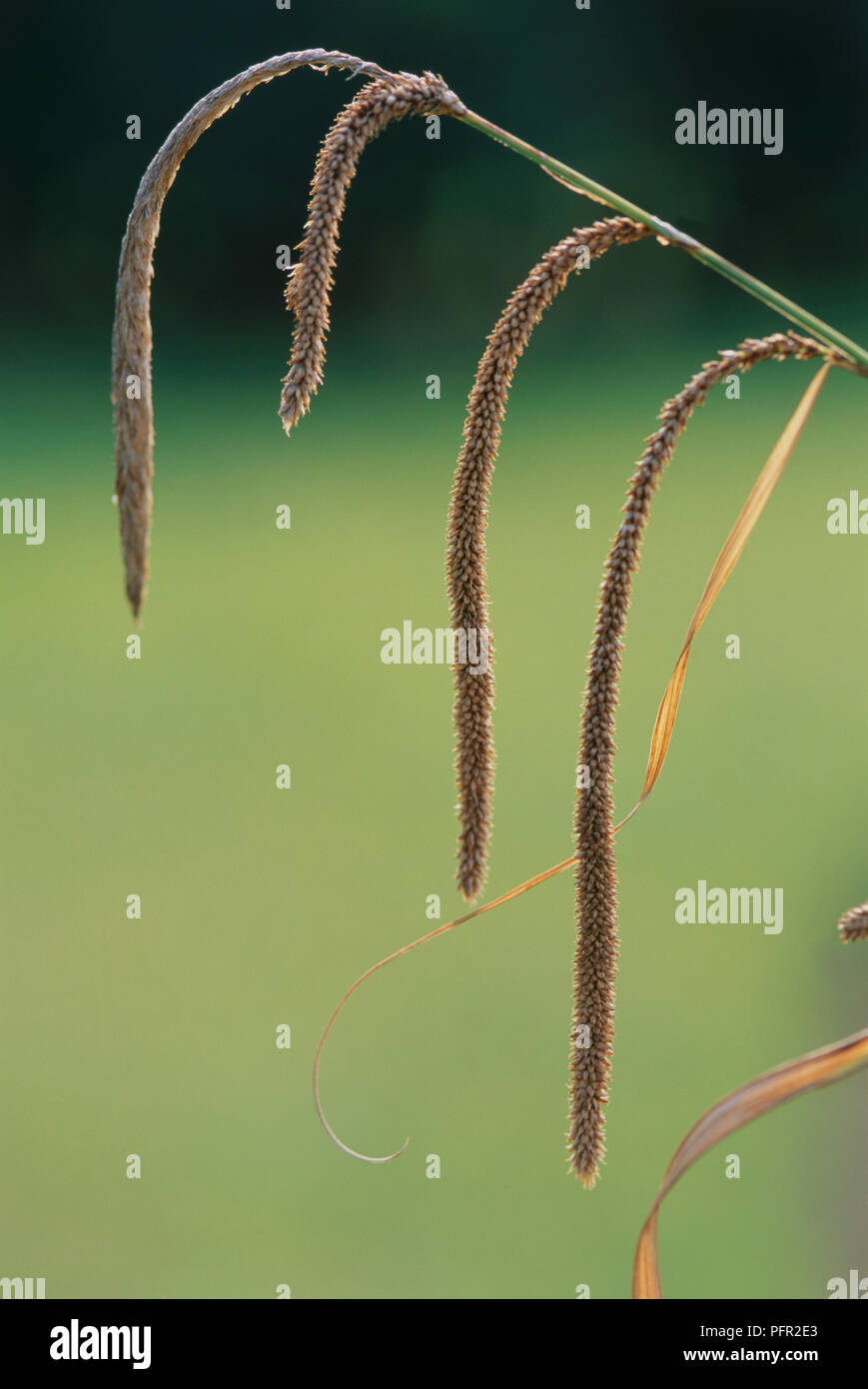 Carex pendula (Pendulous sedge, Weeping sedge), drooping spikes, close-up Stock Photo