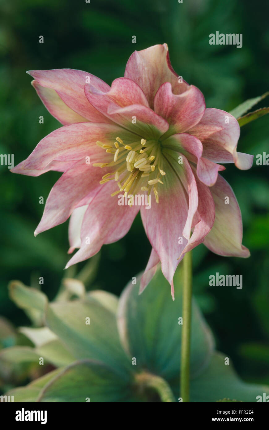 open lace back dress Helleborus First Dance 1gal. Wedding Party  Cornell Farm