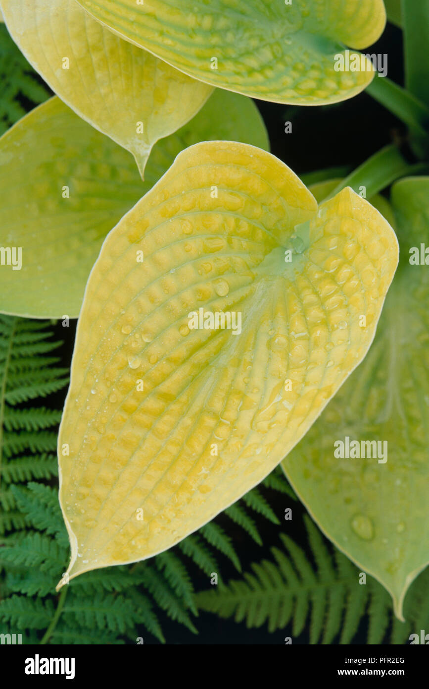Helleborus atrorubens (Hellebore), leaves wet with rain, close-up Stock Photo