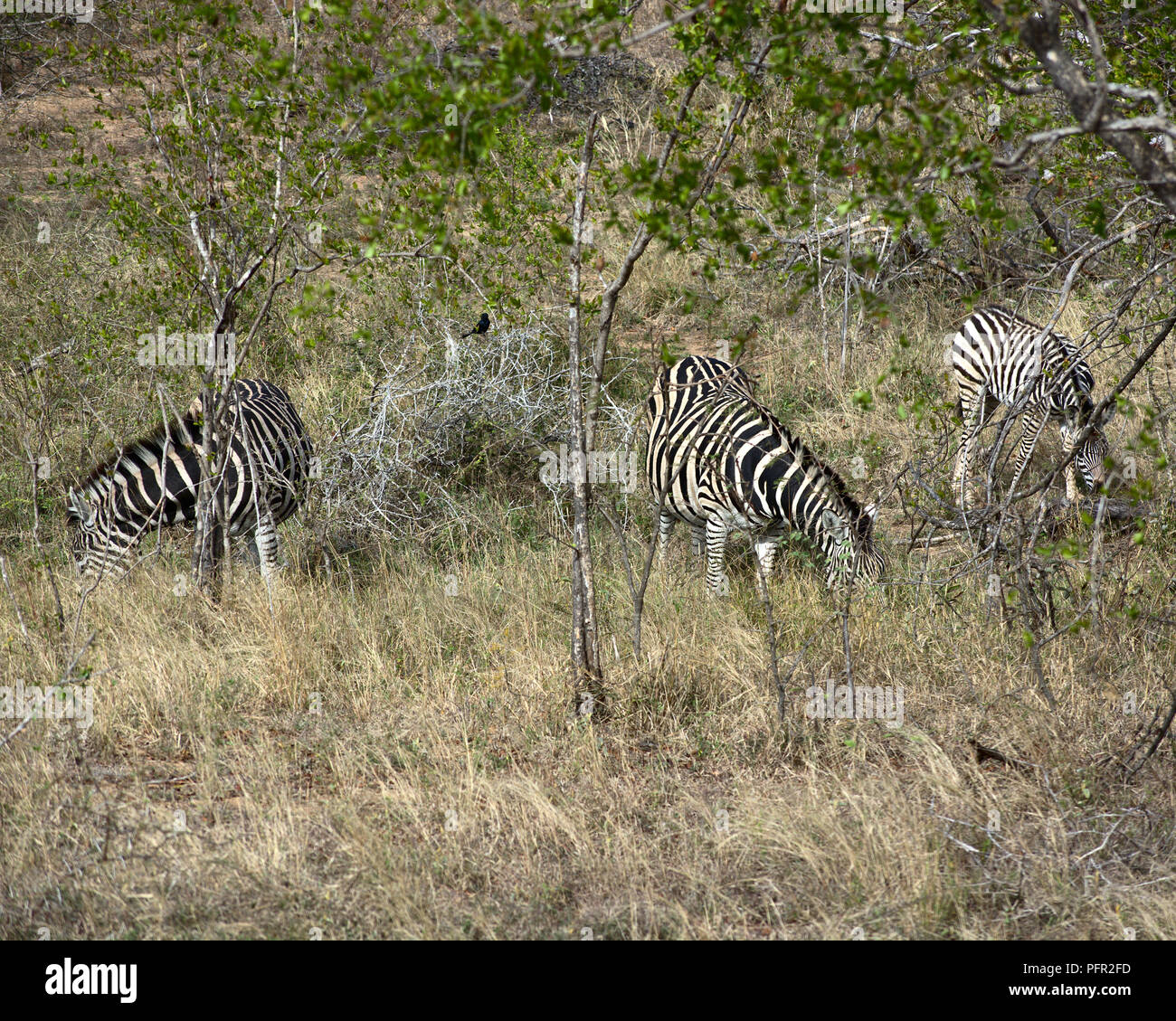 Wild Zebra at Kruger National Park, South Africa Stock Photo