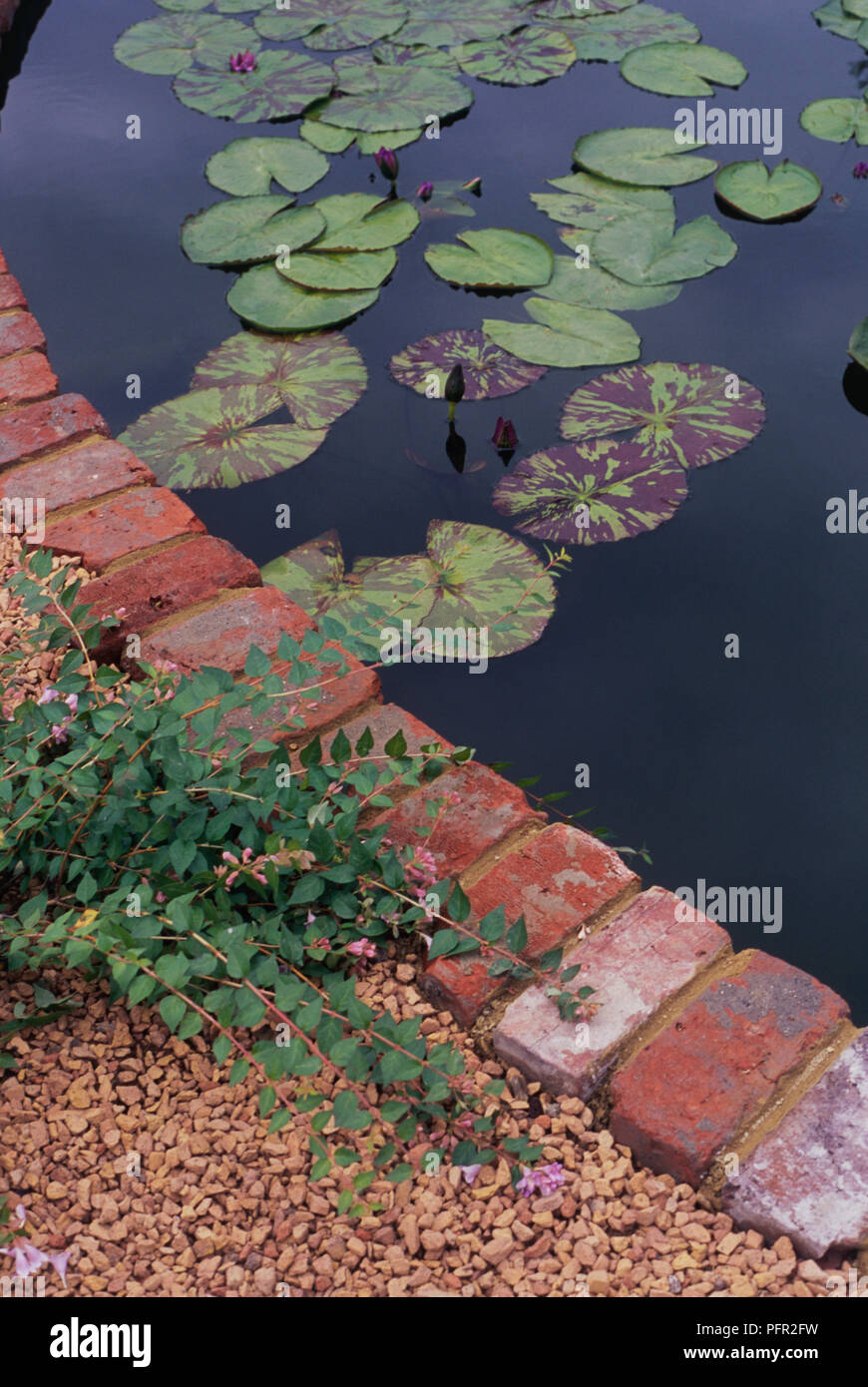 Lily pads floating in pond with circular brick border Stock Photo Alamy