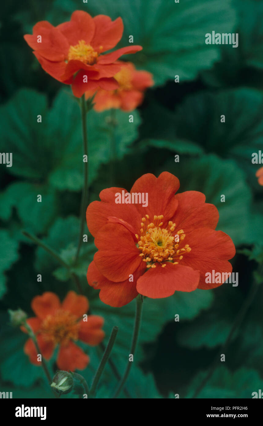 Geum coccineum, orange-red flowers and green leaves, close-up Stock Photo