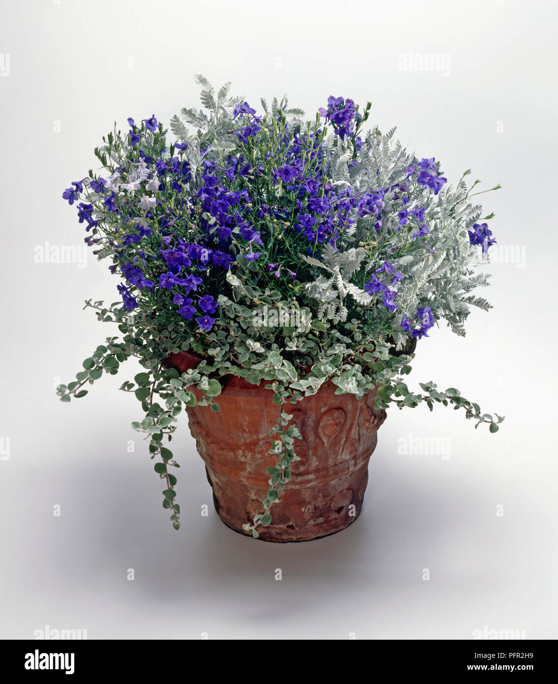 Senecio maritima 'Silver Dust', Deliphinium consolida 'Blue Cloud' and Helichrysum petiolare in large terracotta plant pot Stock Photo