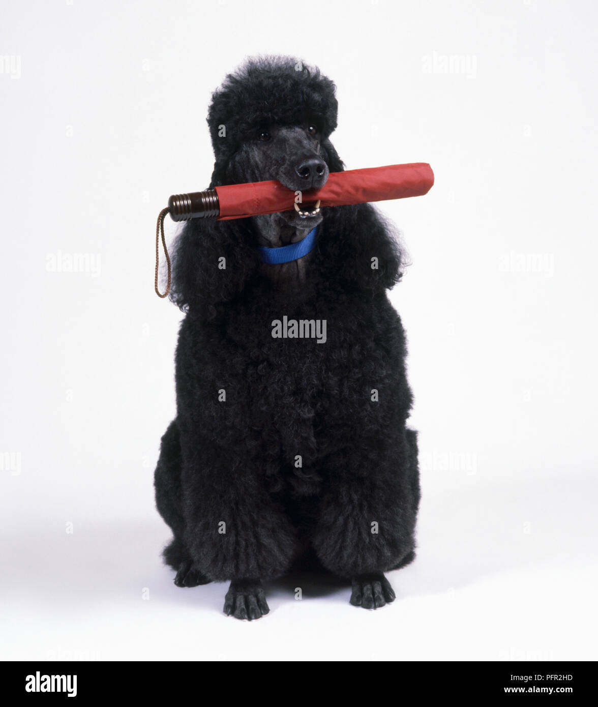 Poodle Umbrella - Black Toy Poodle Poodle Umbrella - Black Toy Poodle