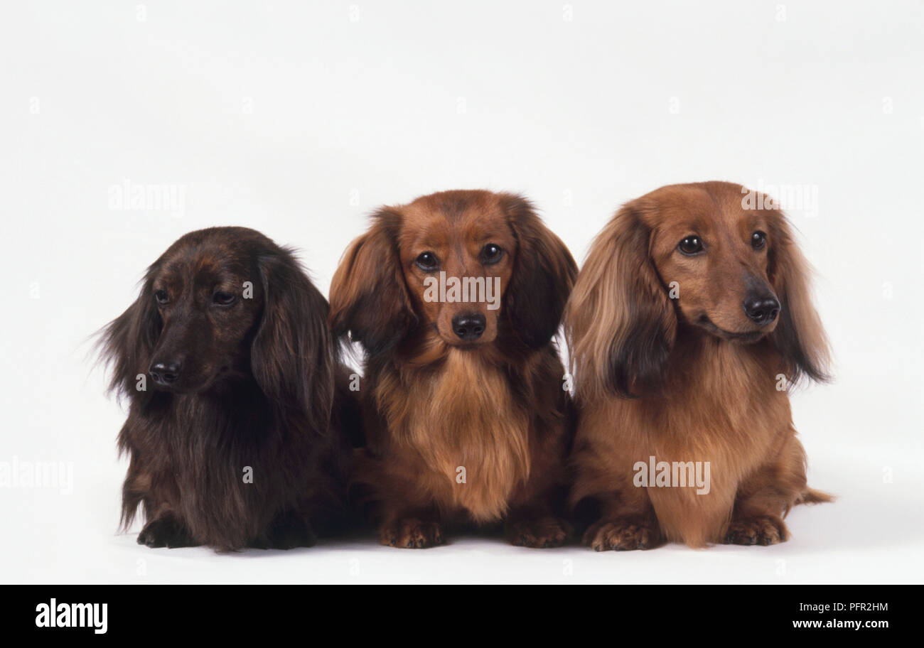 Three Red And Brown Long Haired Dachshund Dogs Sitting Together