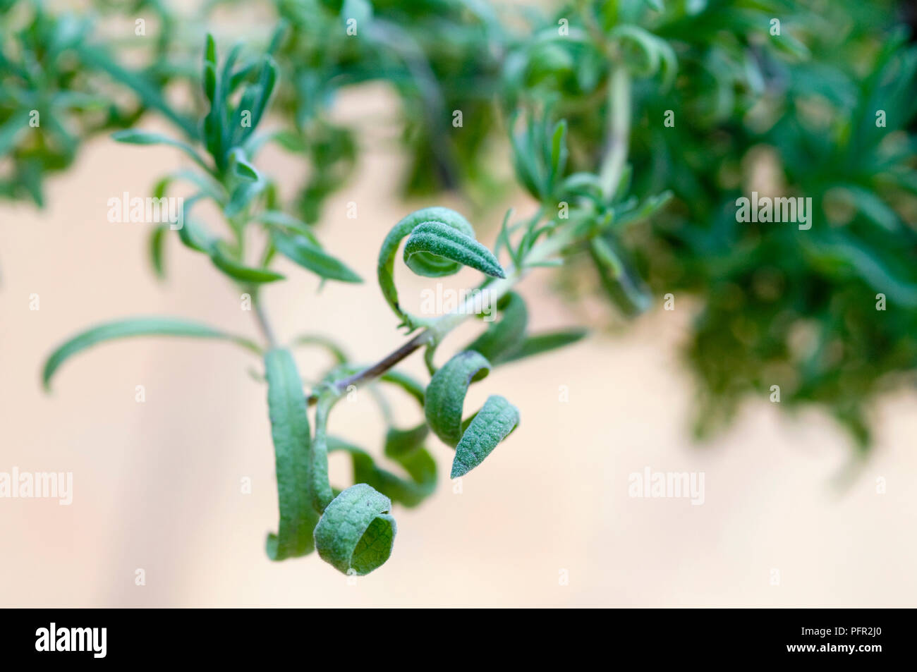 Leaves of sage curling at tip, caused by natural and synthetic