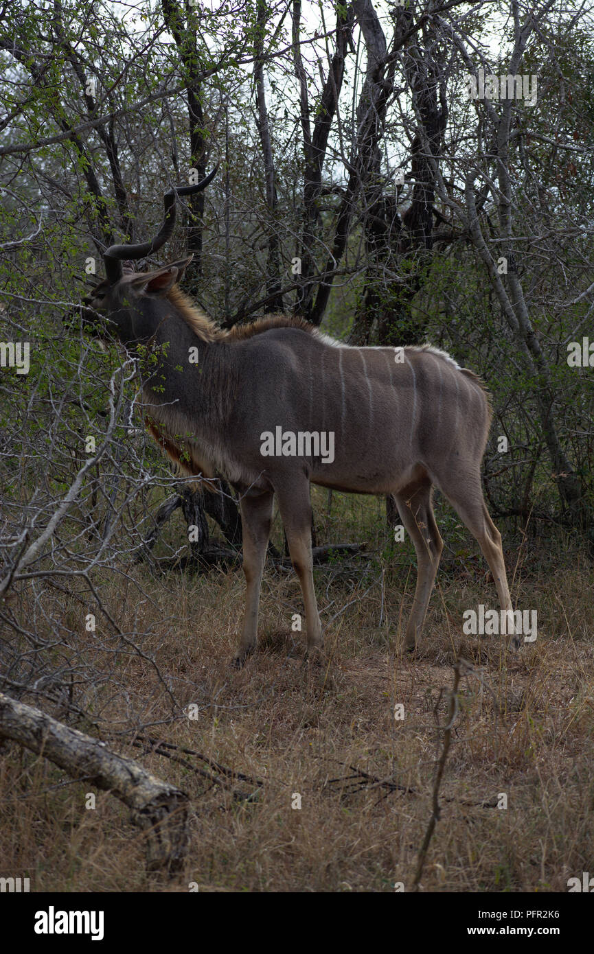 Kudu in Kruger, South Africa Stock Photo