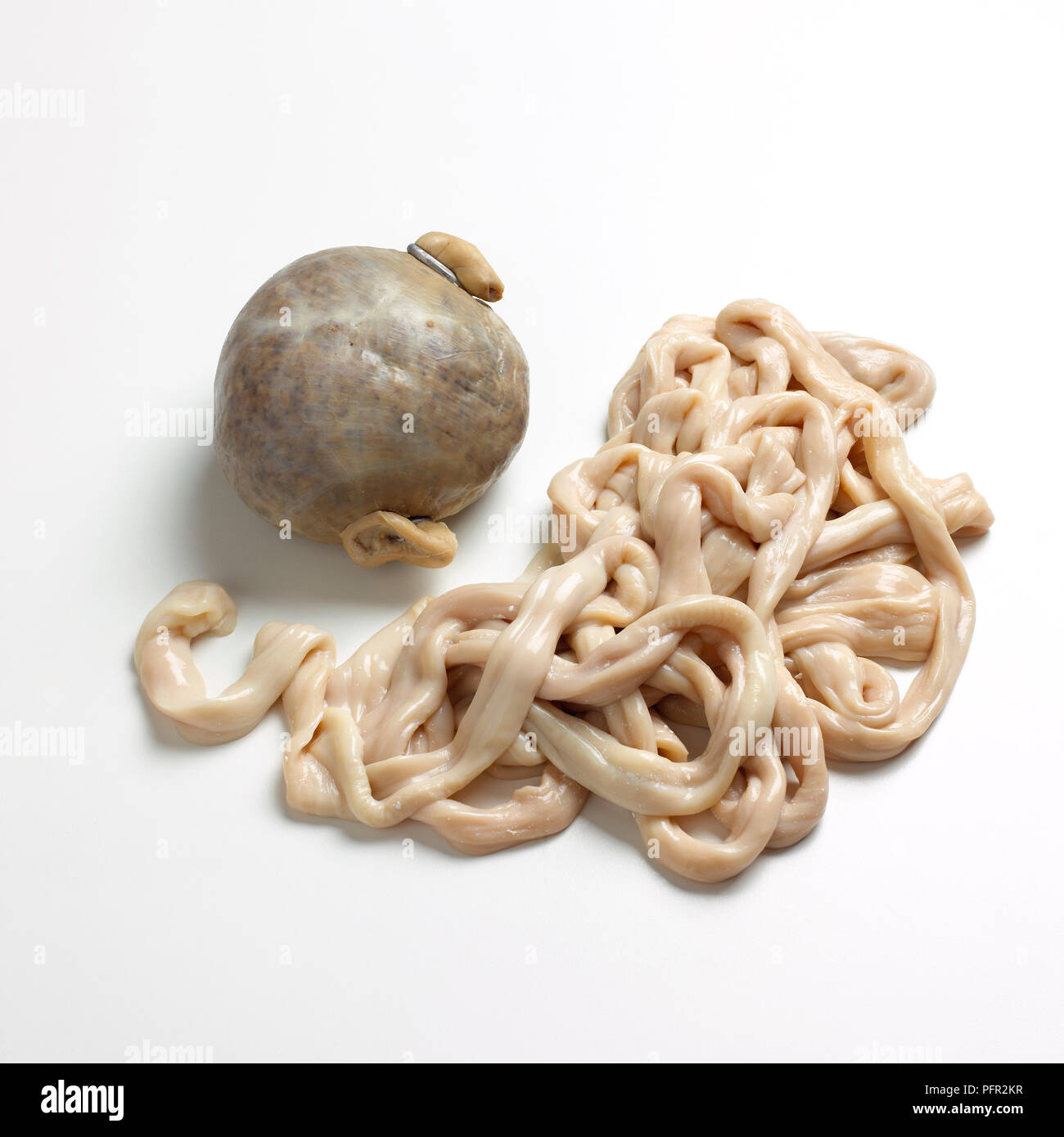 Haggis and beef bungs (casing), closeup Stock Photo Alamy