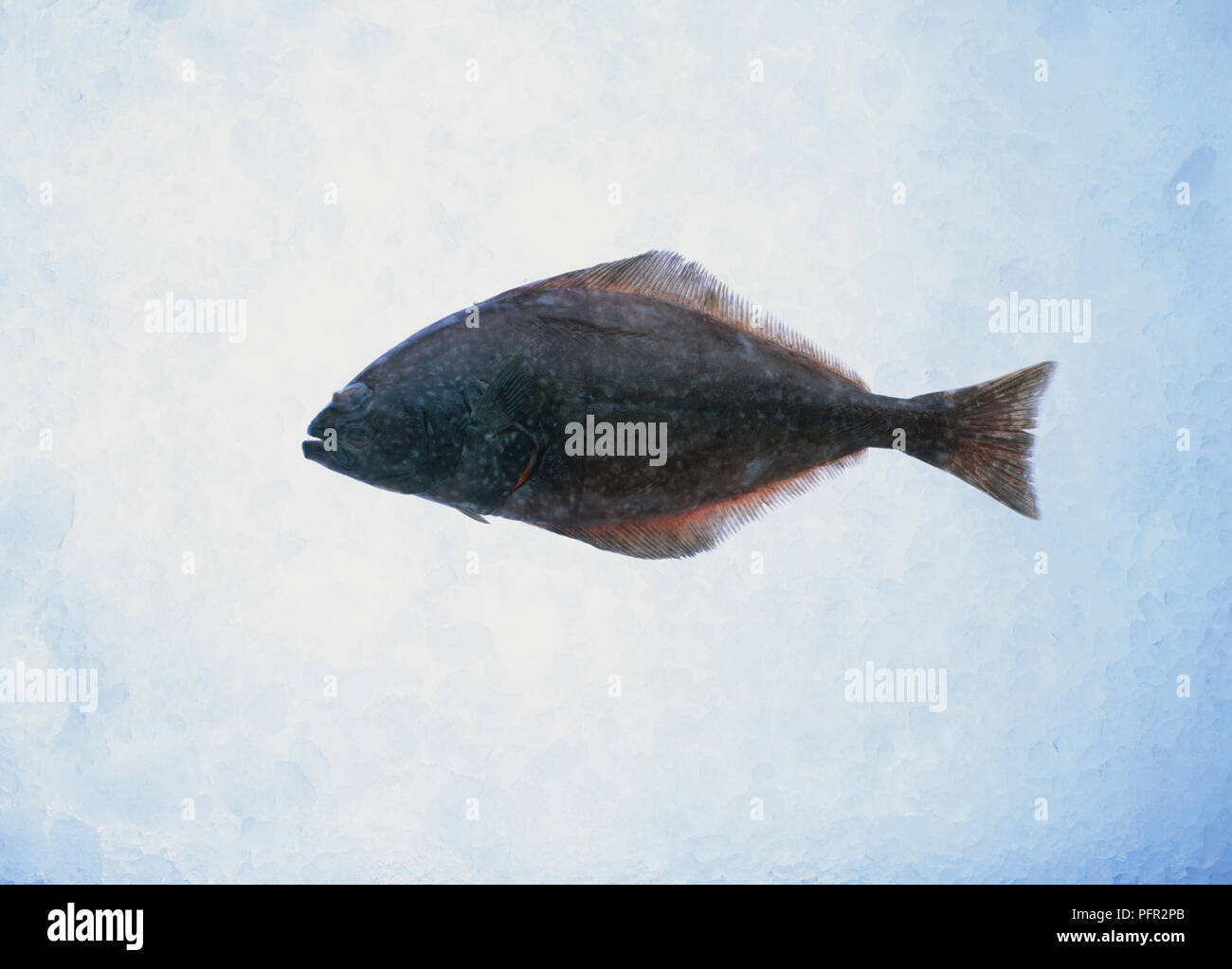 Whole halibut on ice Stock Photo Alamy
