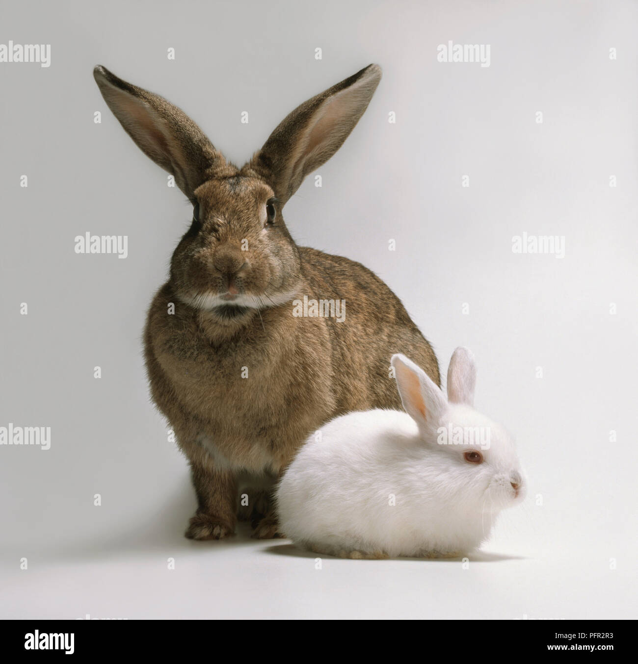 Baby white Netherland Dwarf rabbit and an Agouti rabbit Stock Photo