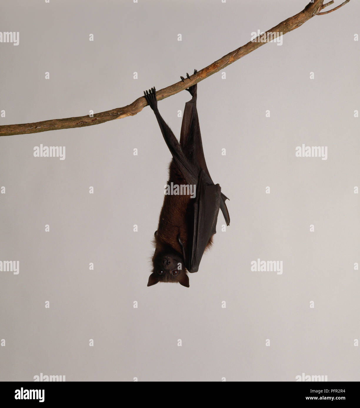 Flying fox (Pteropus sp.) hanging from a branch Stock Photo - Alamy